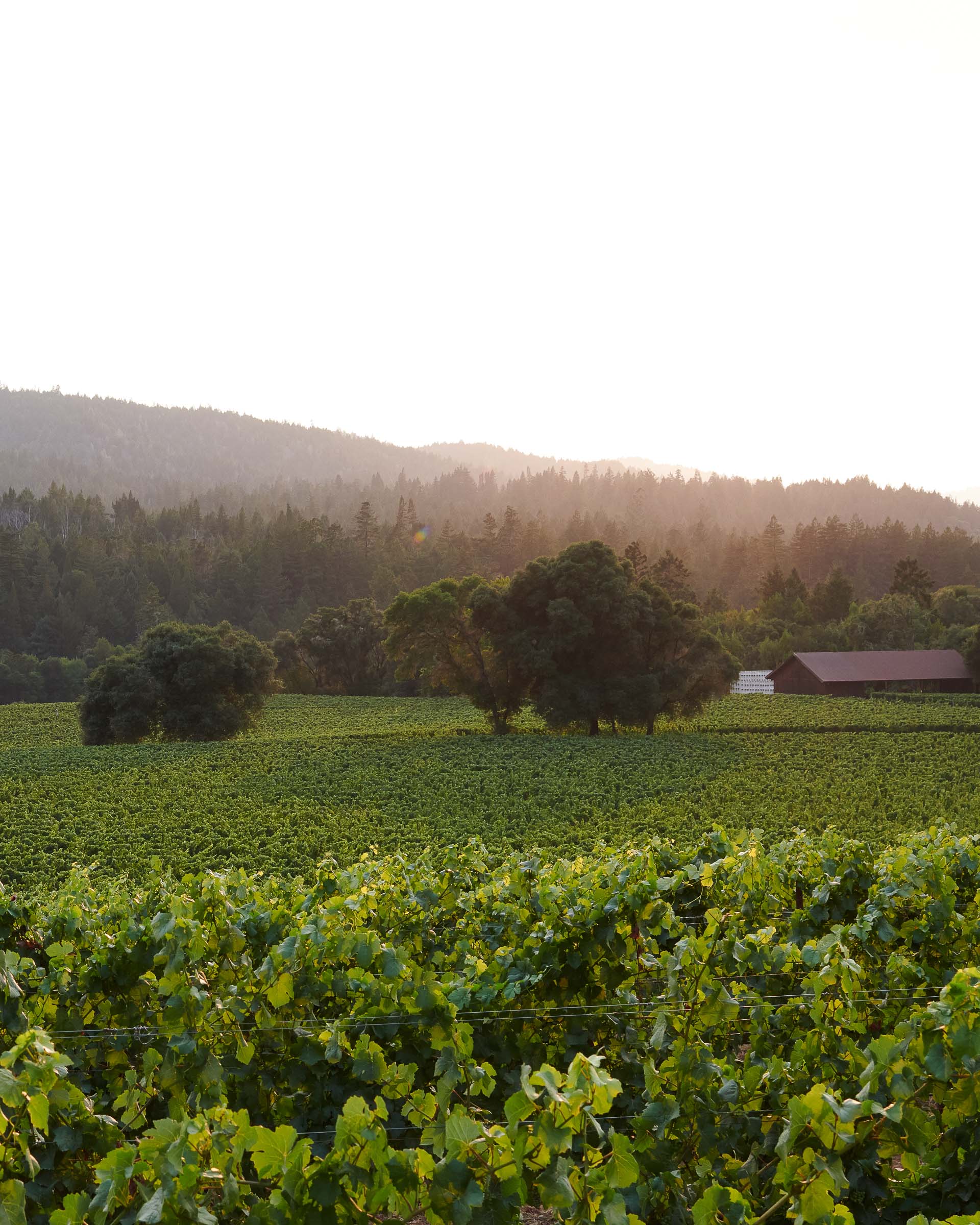 Anderson Valley Vineyard Agriculture Sunset