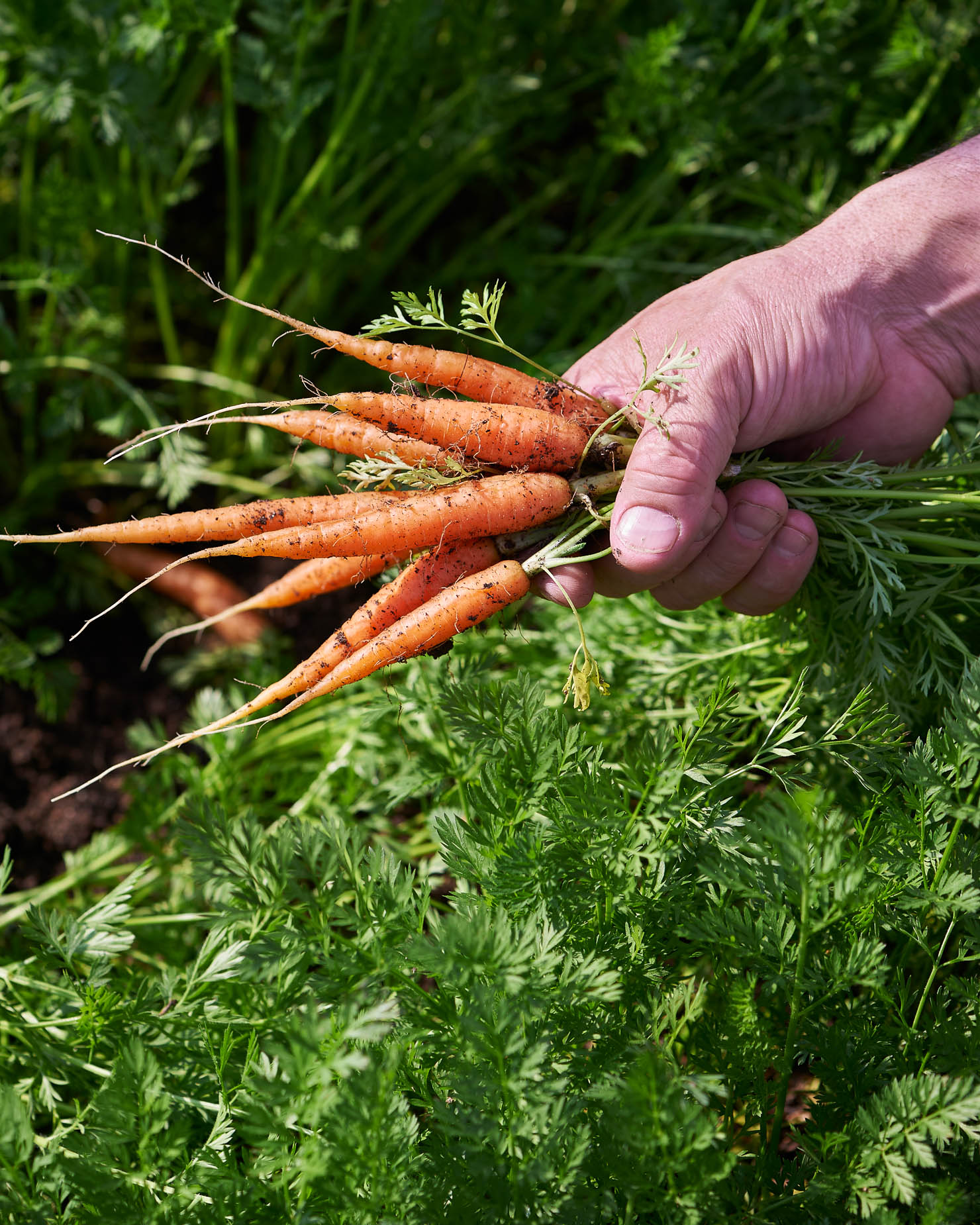 Carrots in Hand Reno Nevada
