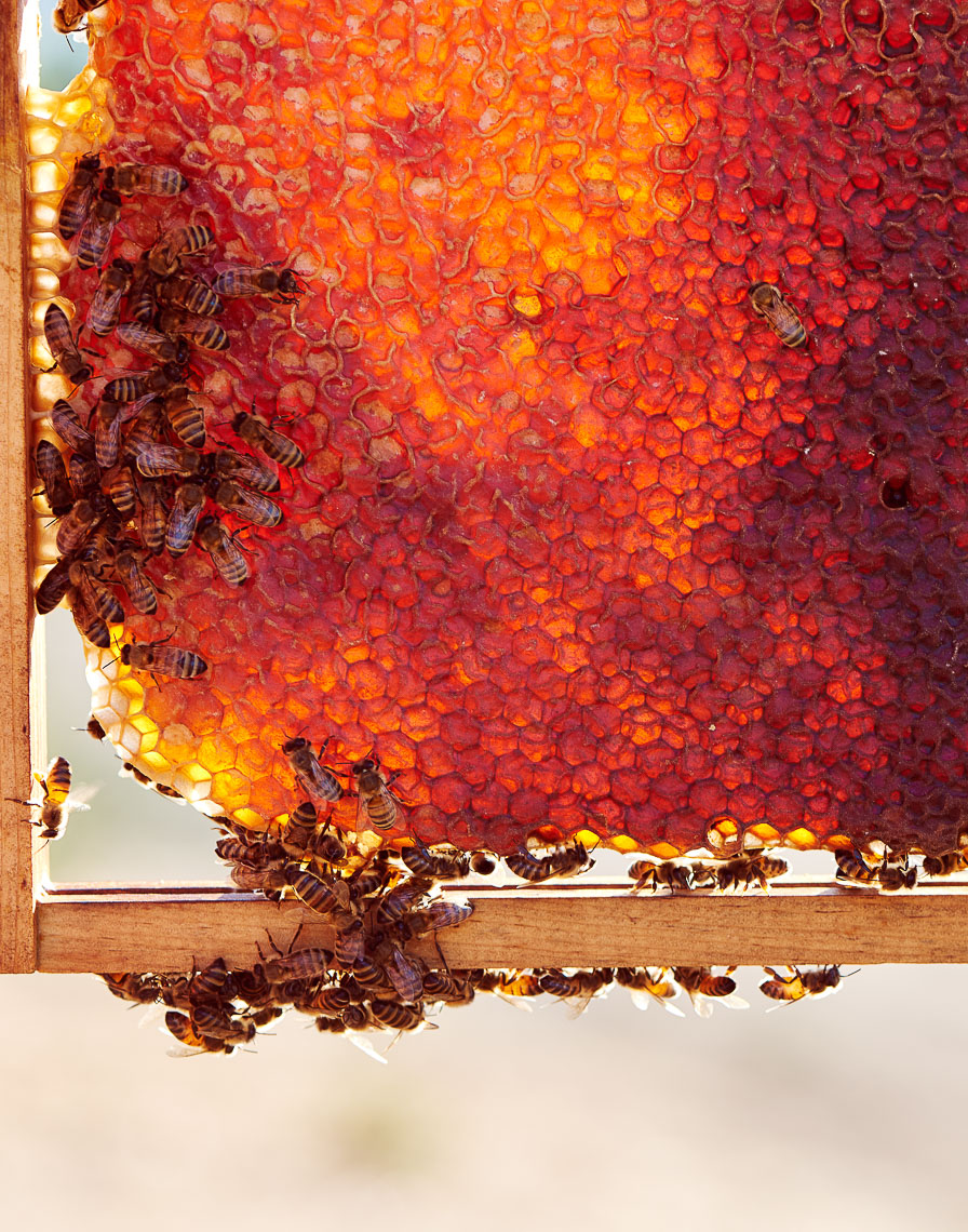 Honey Frame Napa Valley Agriculture