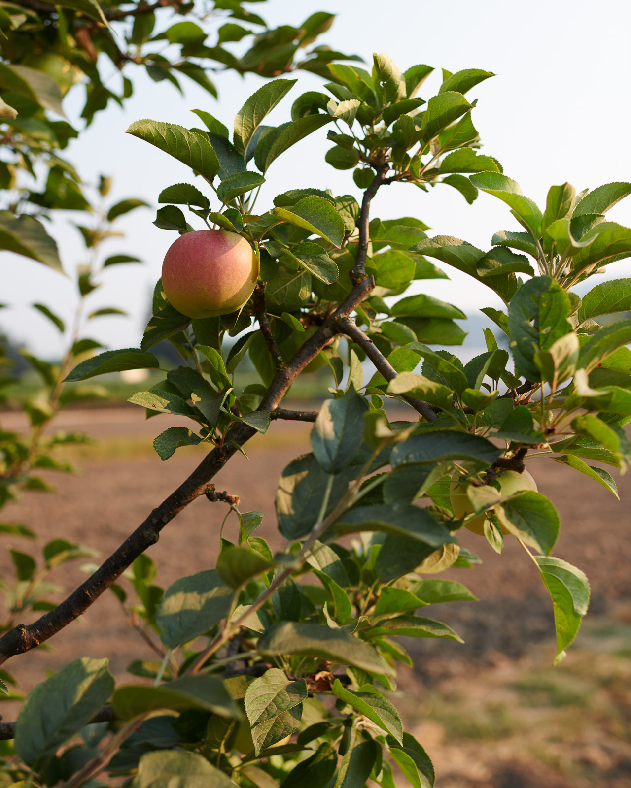 Apple Tree Wine Country