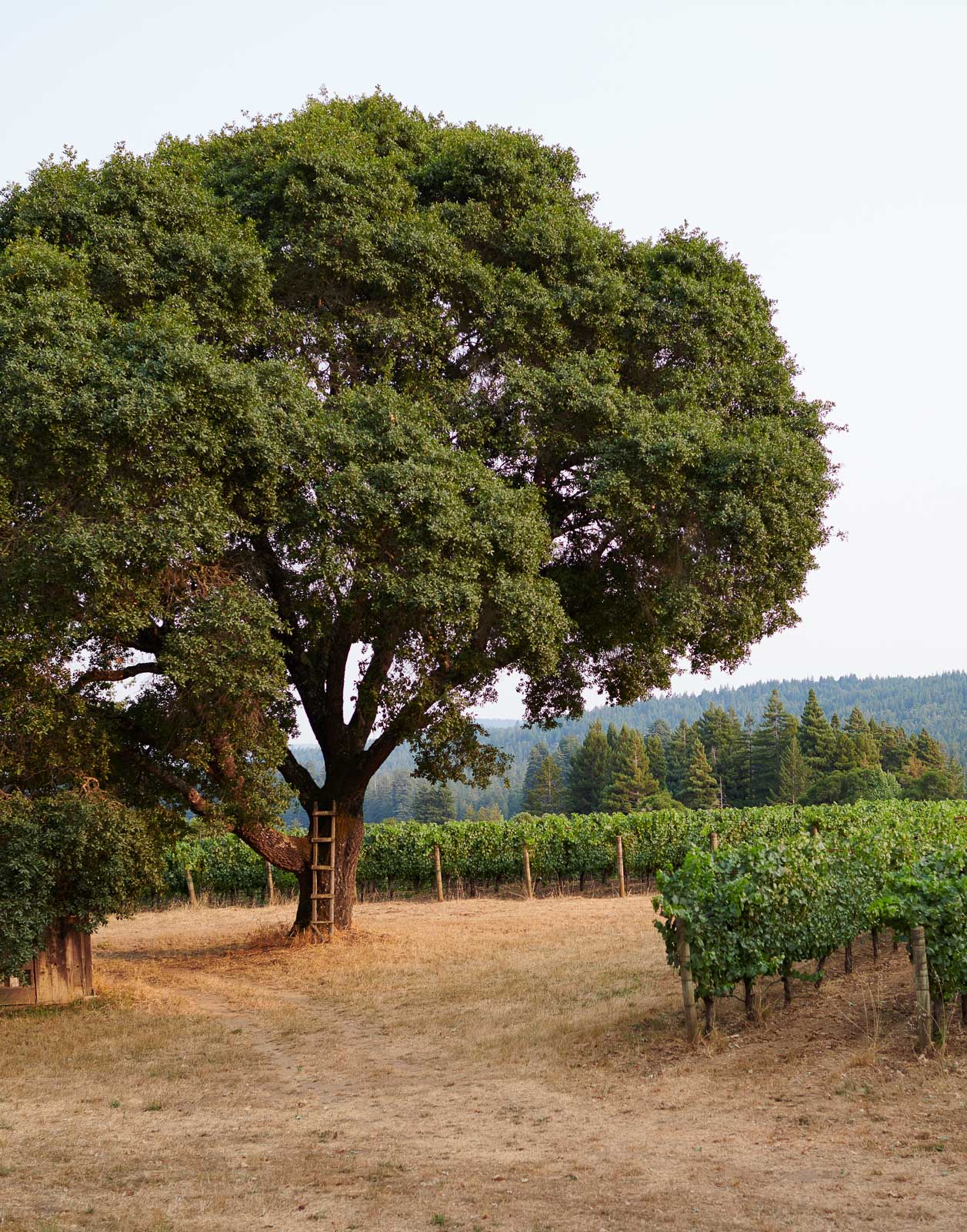 Treehouse Agriculture Wine Country