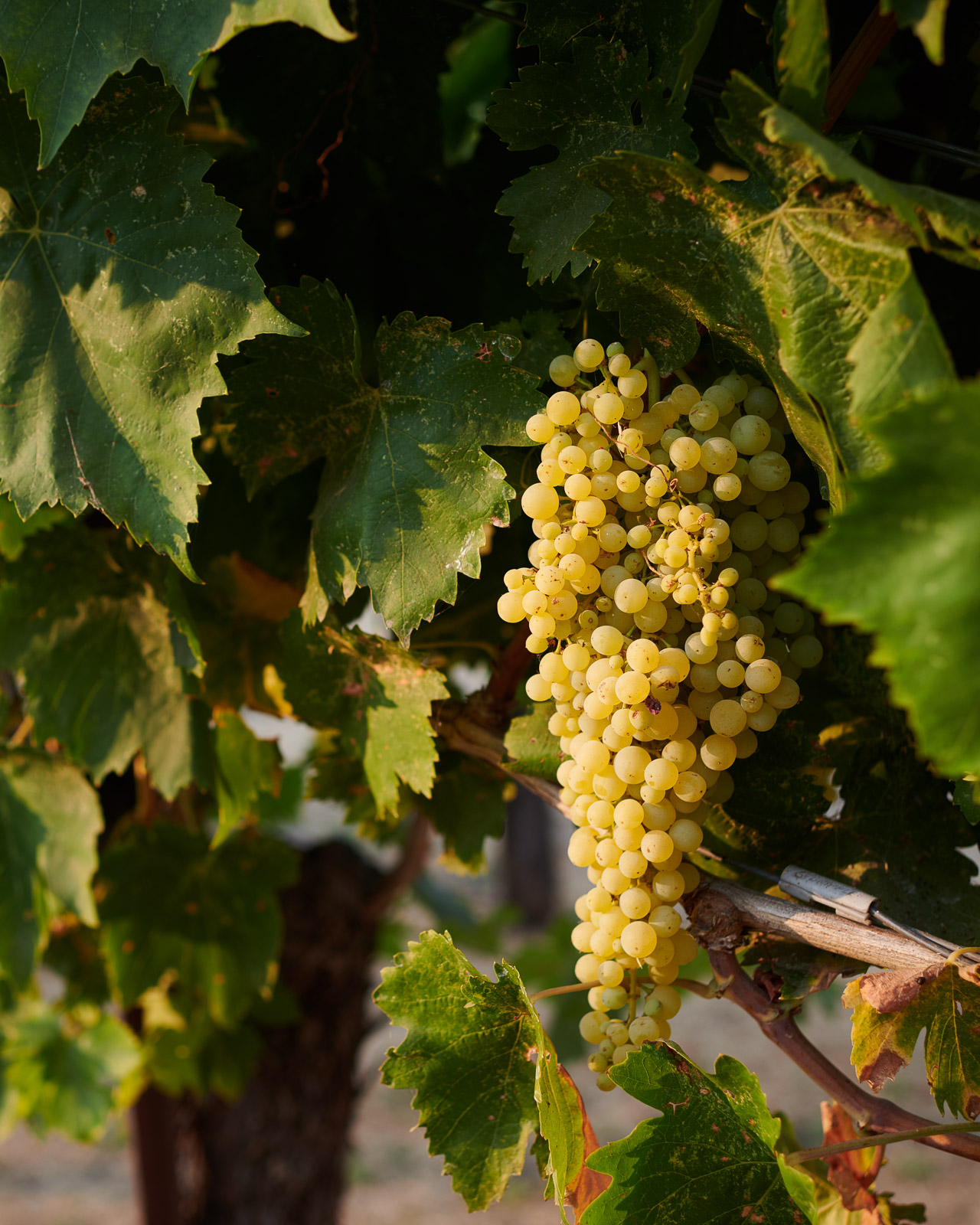 Grape Vines Agriculture Napa
