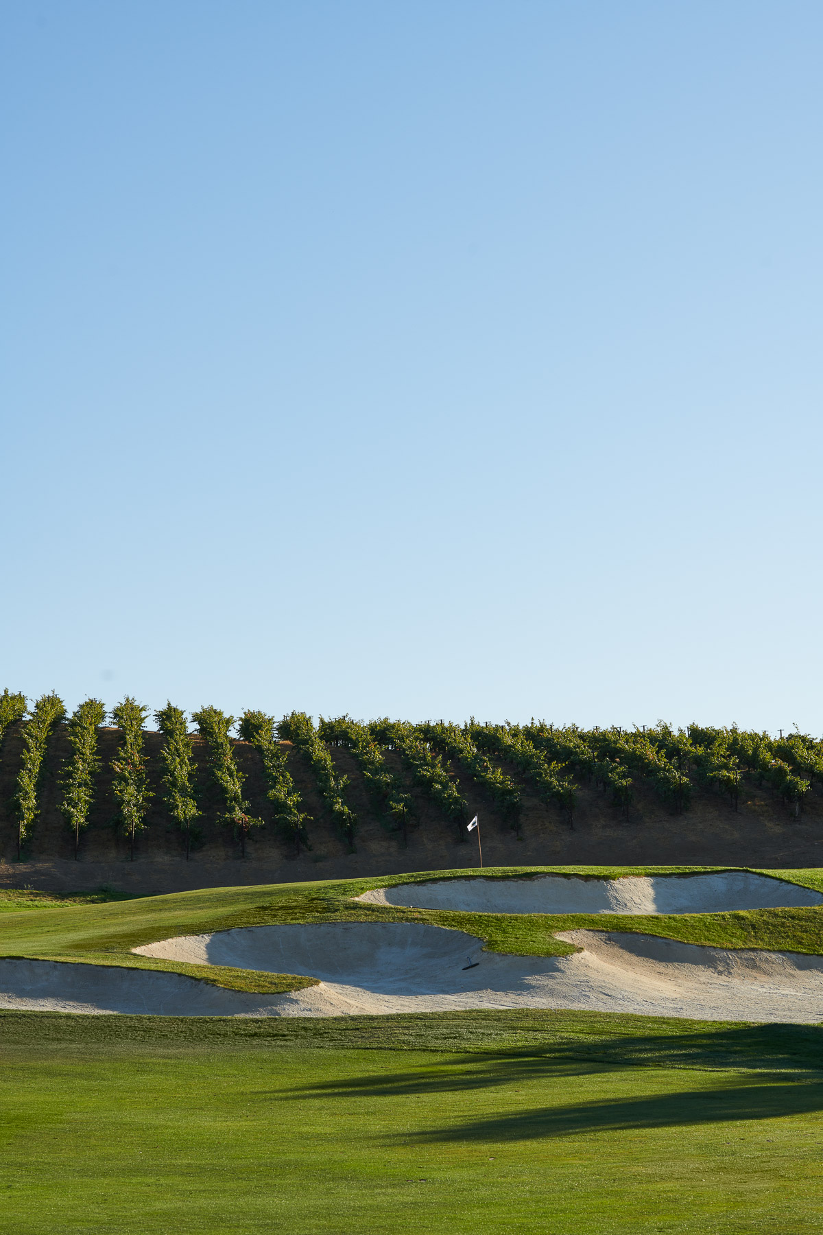 Golf Vineyards Agriculture Bay Area