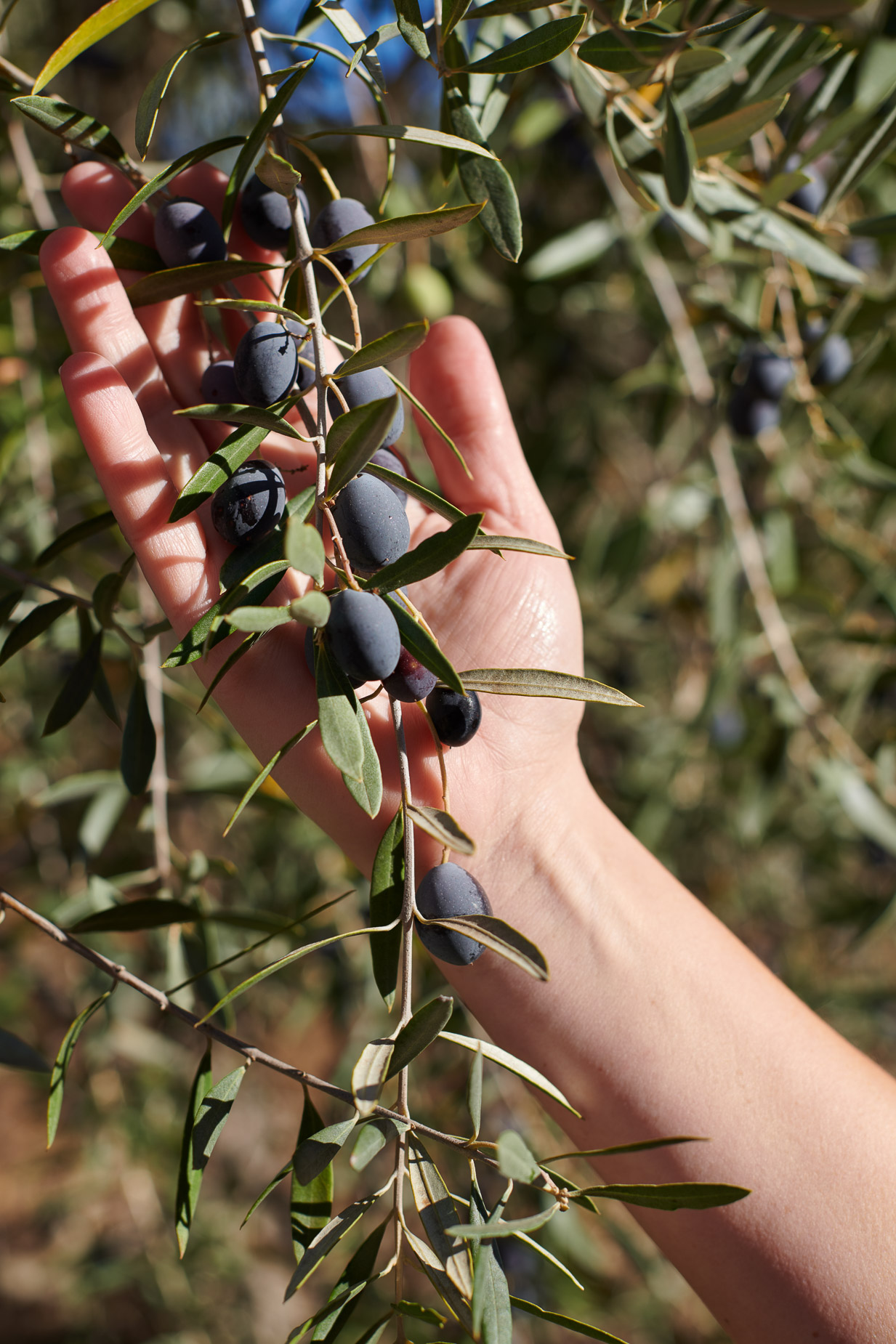 Olive Branch Agriculture East Bay