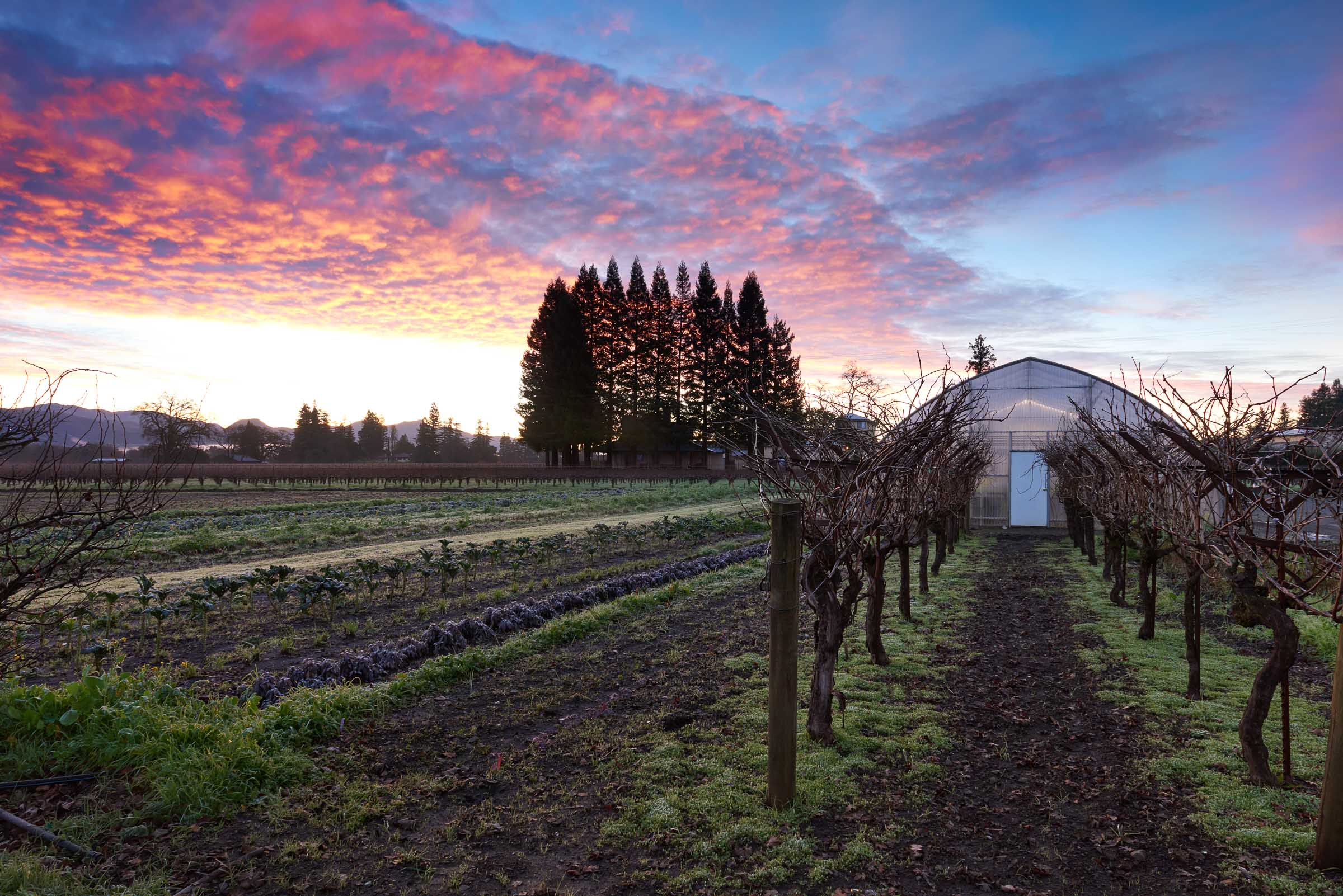 Greenhouse Sunrise Napa Valley Agriculture