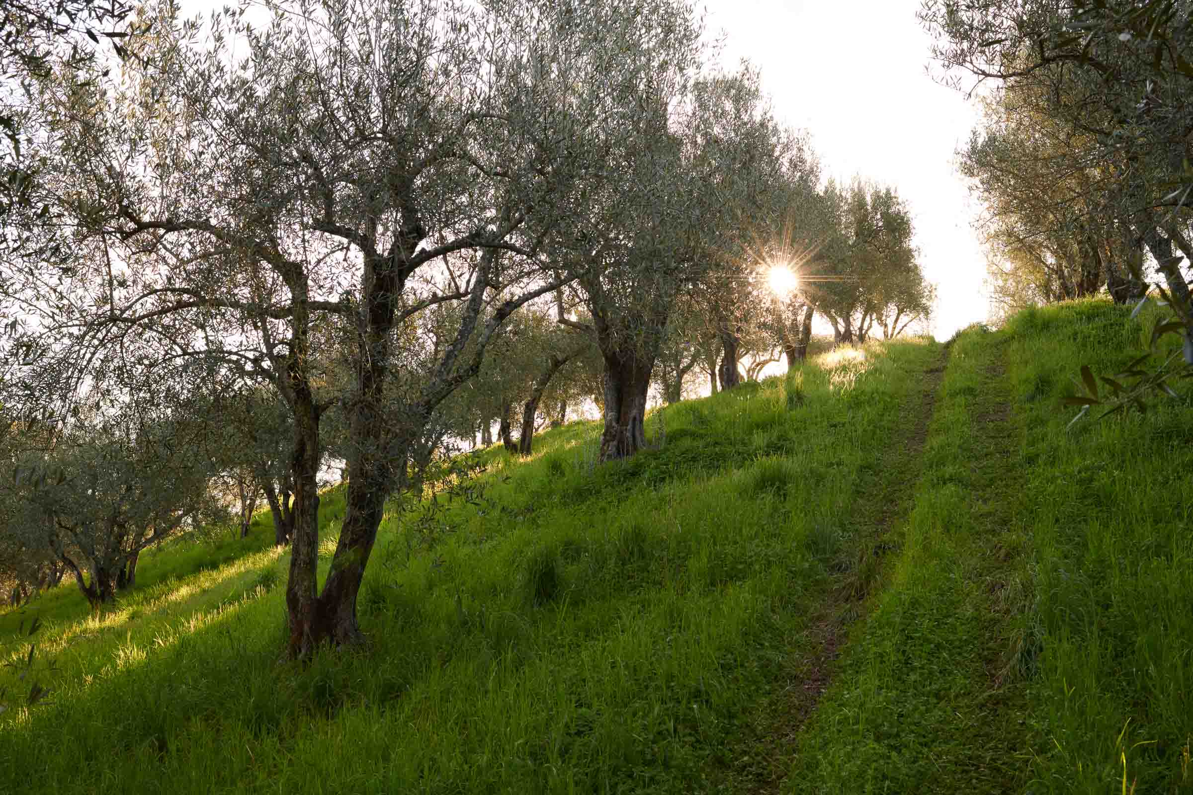 Olive Grove Napa Agriculture