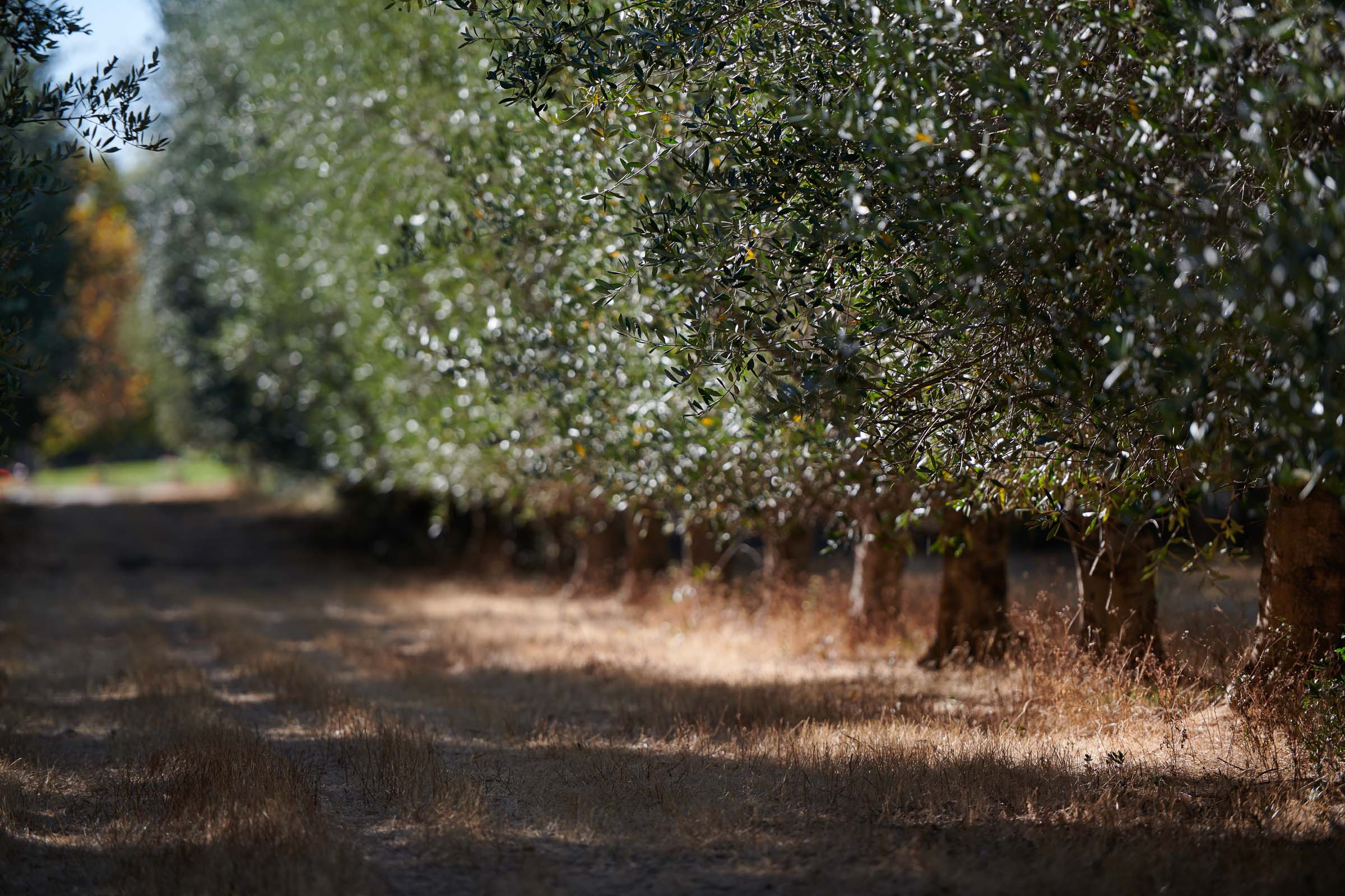 Olive Grove Agriculture Northern  California
