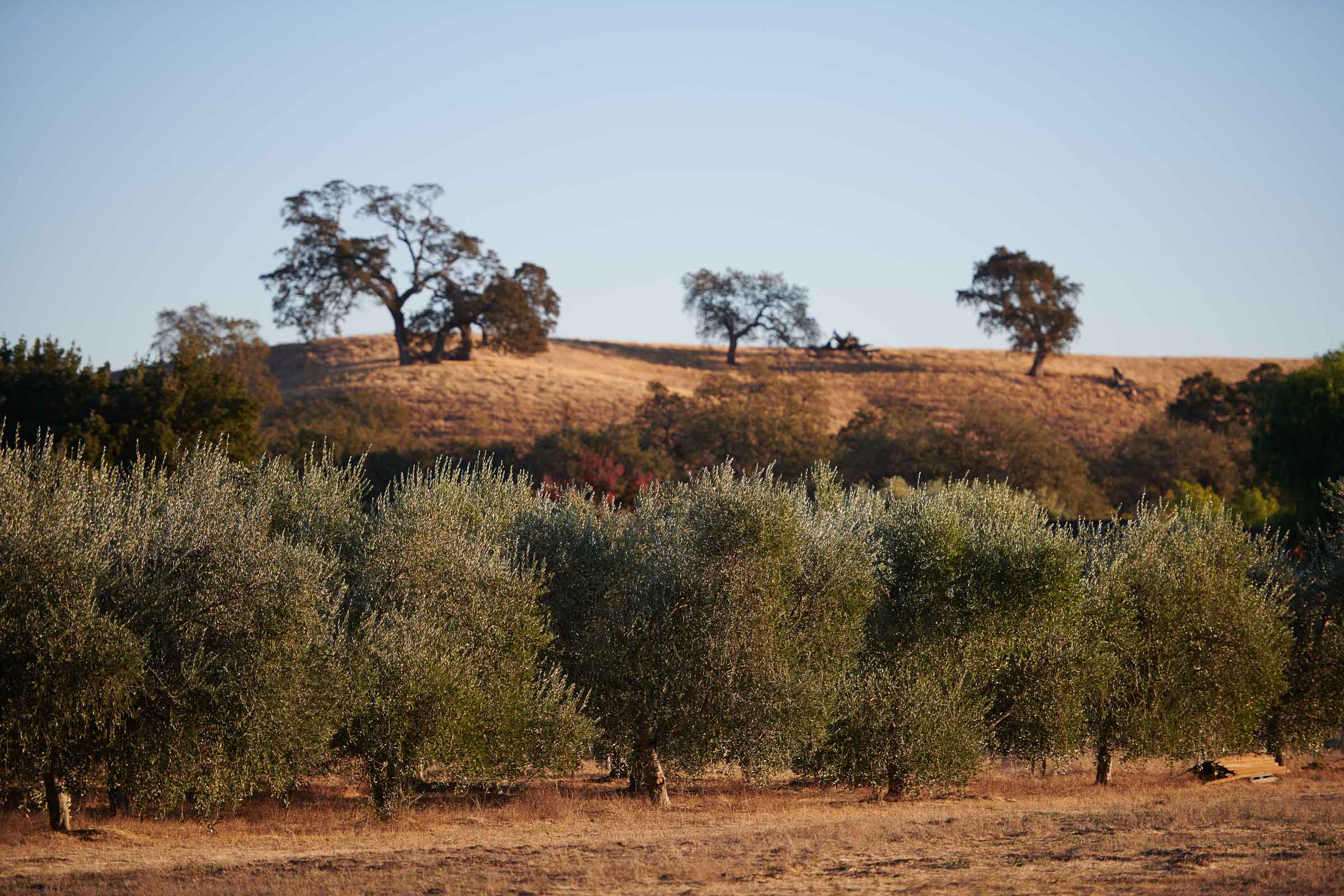 Olive Grove Agriculture Northern California