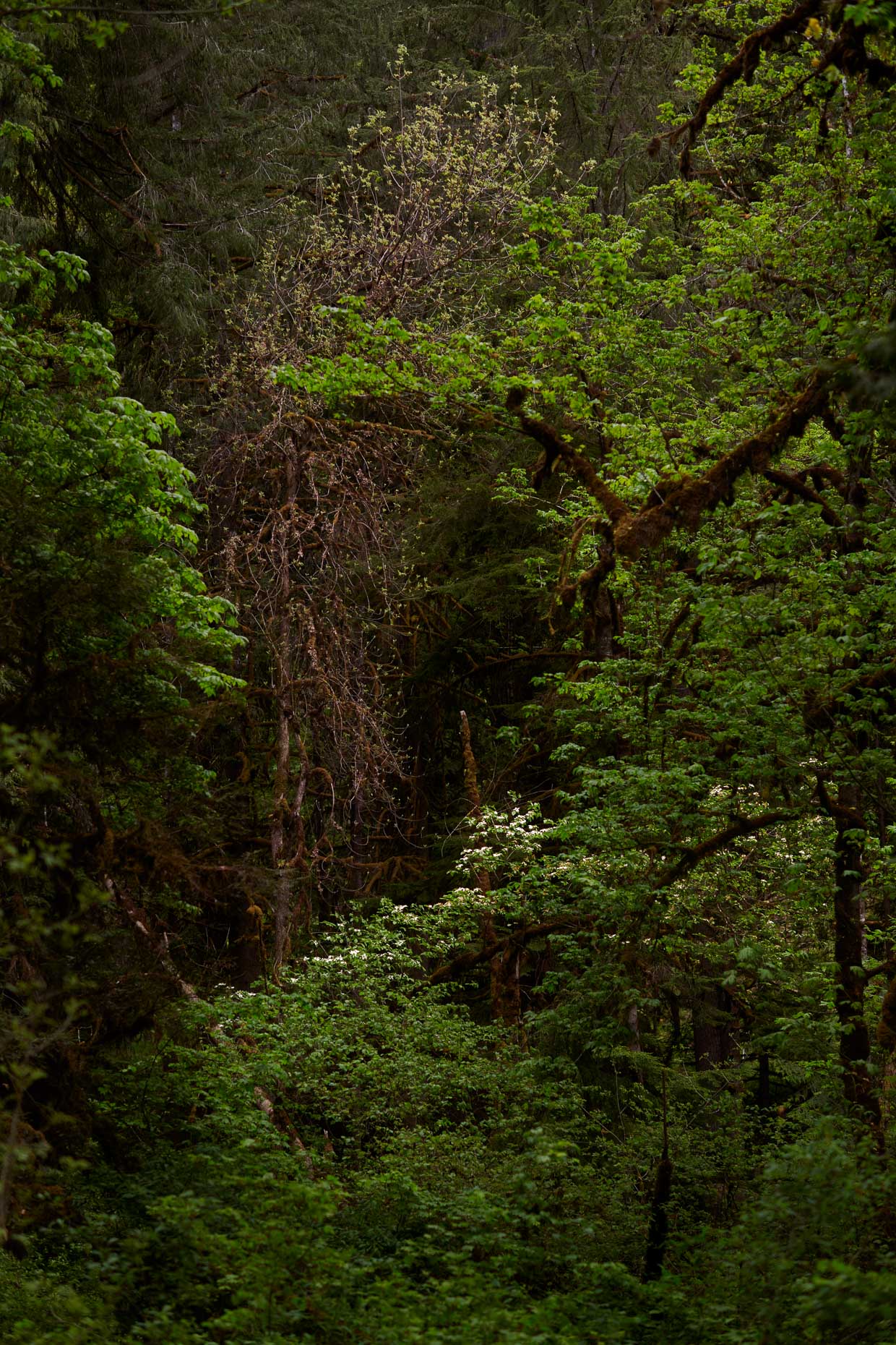 Oregon Jungle Landscape