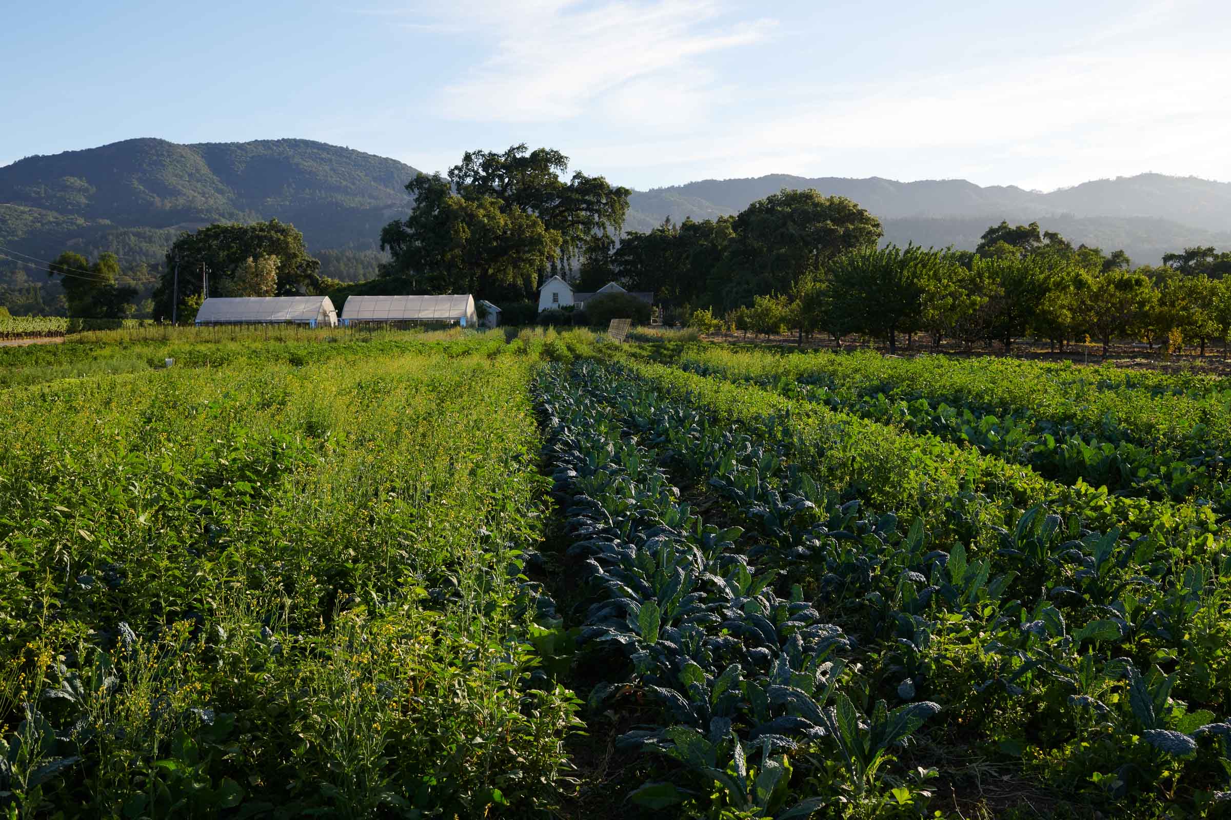 Farm Rows Napa Valley Agriculture