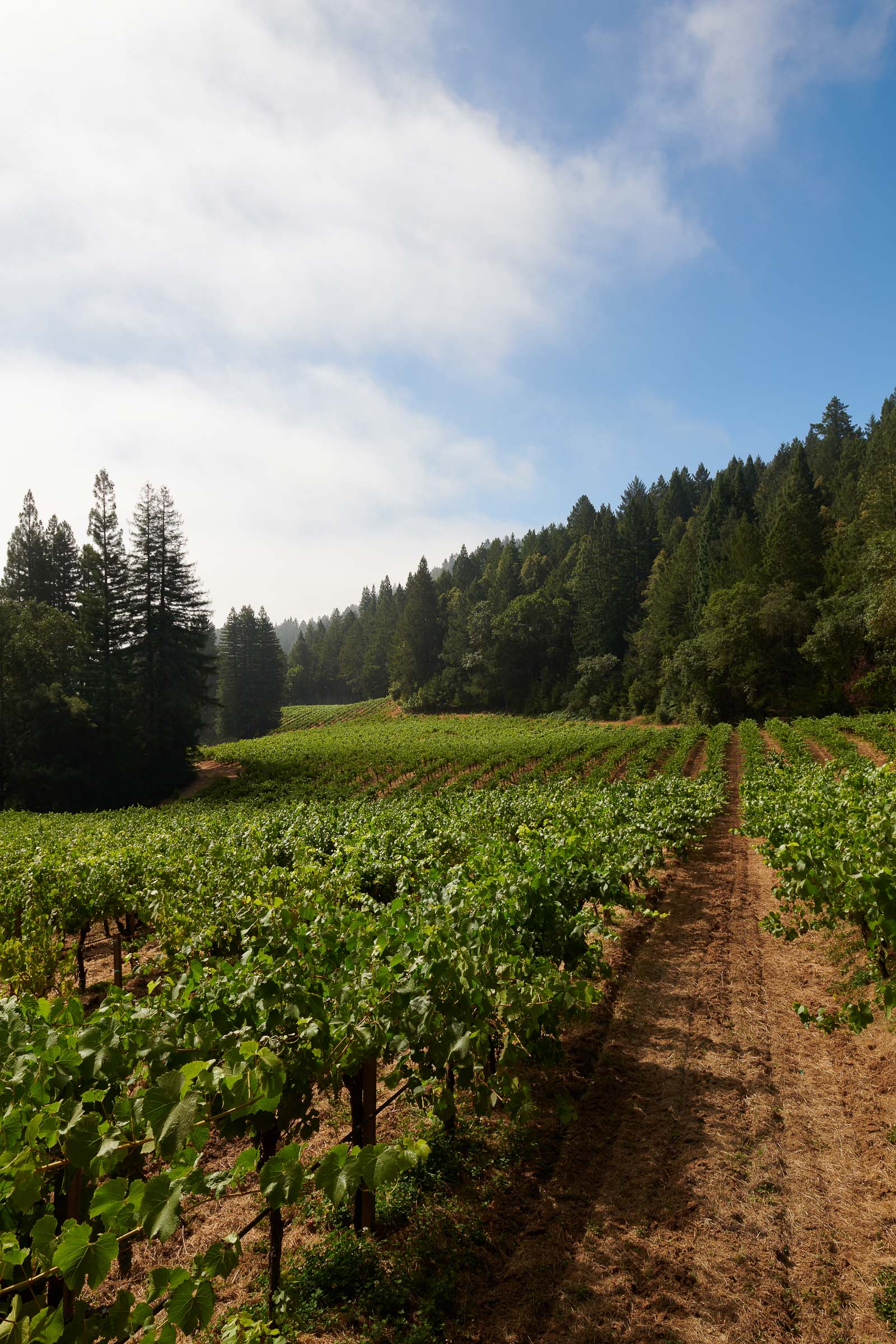 Vineyard Agriculture St. Helena