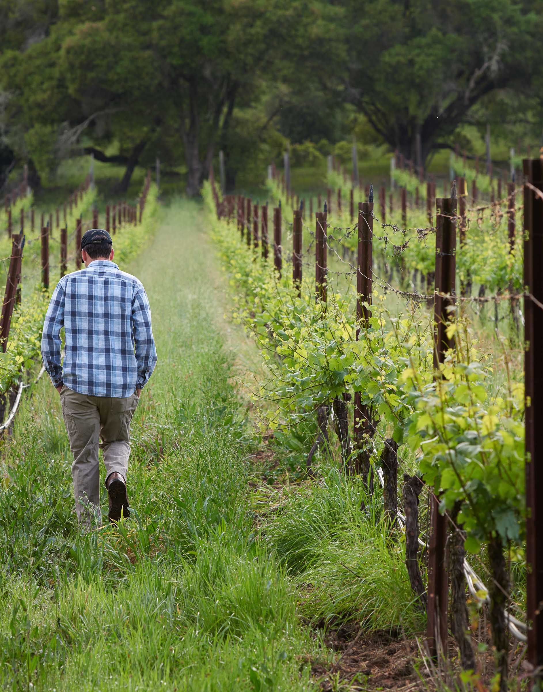 Vineyard Lifestyle Agriculture Worker Walking