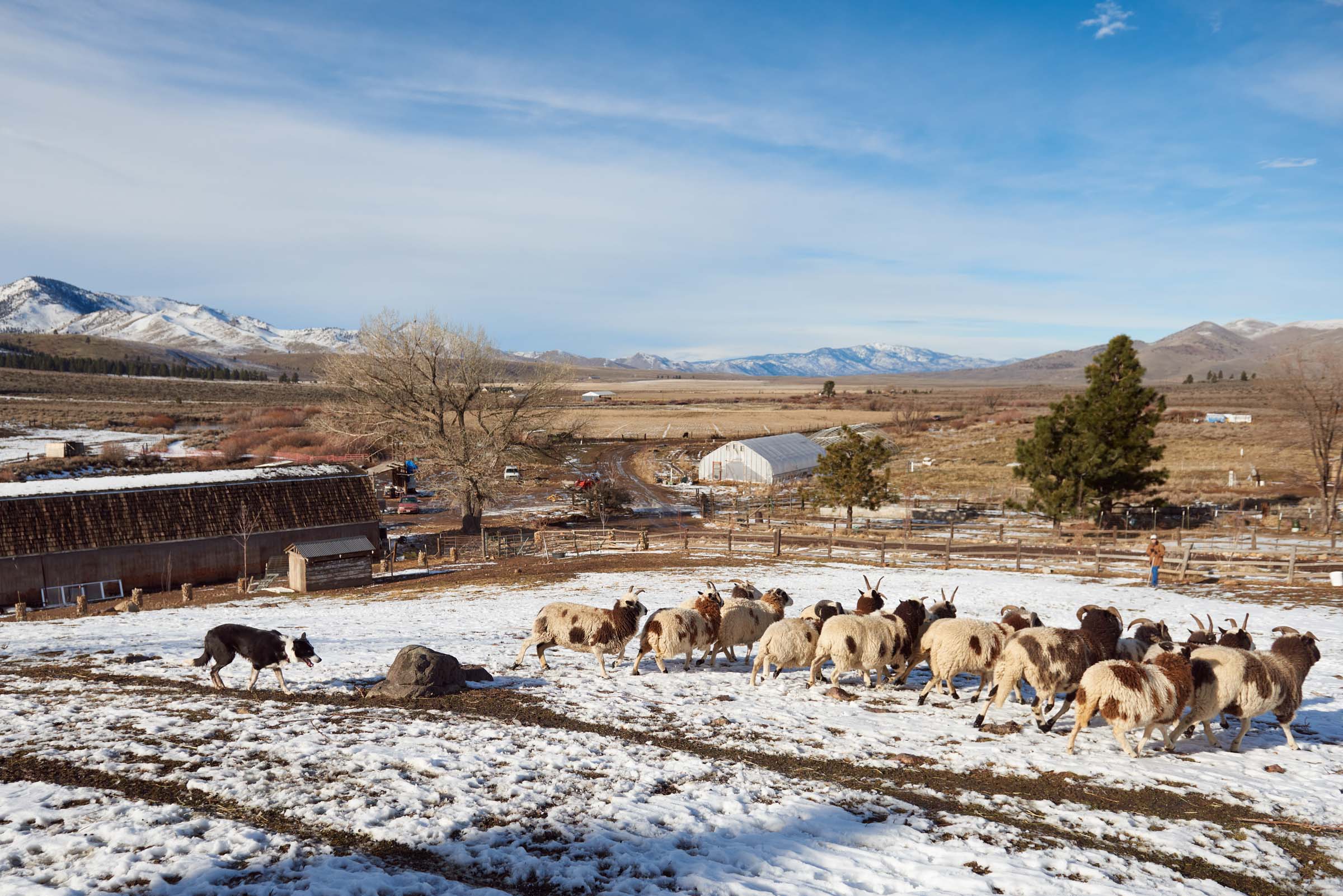 Dog Herding Sheep Northern Nevada